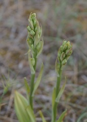 Himantoglossum caprinum