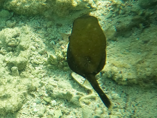 Bluetail Boxfish