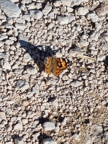 Painted Lady