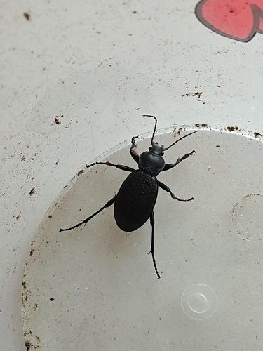 Leather Beetle