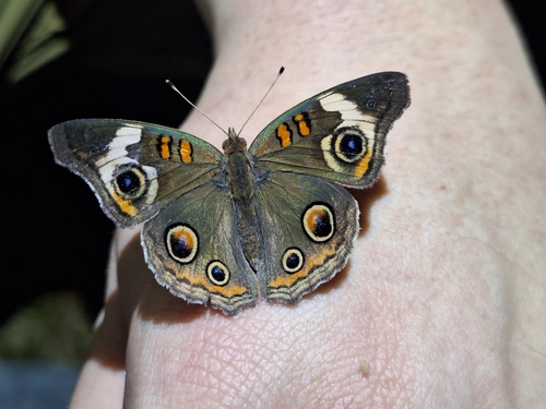 Common Buckeye