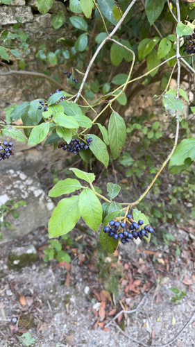 Laurustinus viburnum