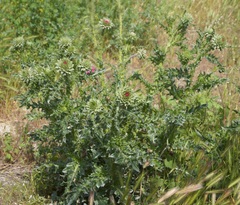 Carduus nutans leiophyllus