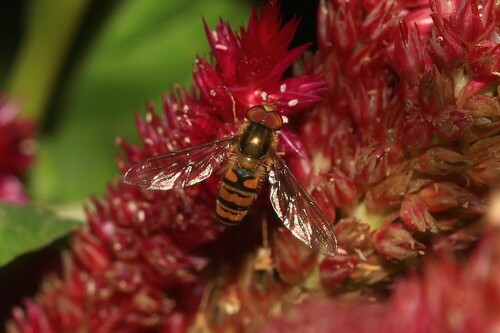 Marmalade Hover Fly