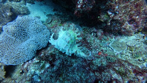 Chicoreus ramosus observed 2026-09-27