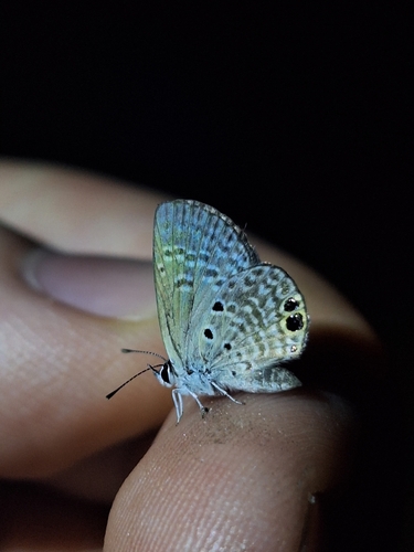 Ceraunus Blue