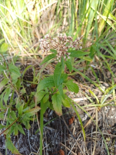 hemp agrimony