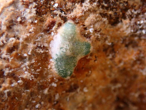 Aquilonastra anomala observed 2026-09-27
