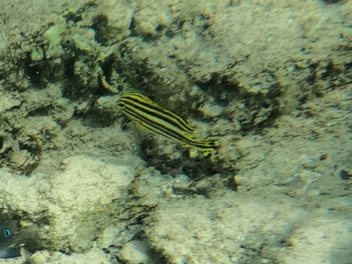 Plectorhinchus gaterinus observed 2026-09-27