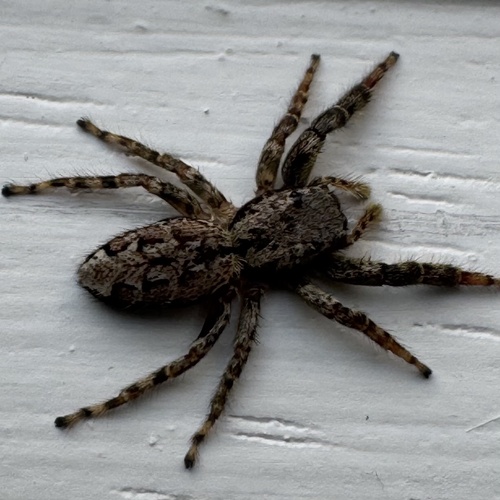 Fencepost jumping spider
