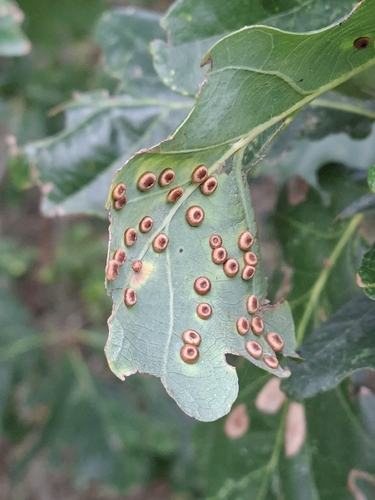 Silk-Button Spangle Gall Wasp