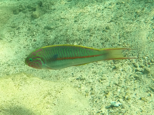 Klunzinger's Wrasse