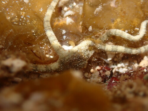 Ophiolepis cincta observed 2026-09-27