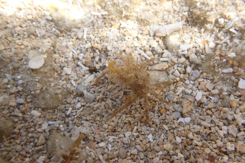 Menaethius monoceros observed 2026-09-27