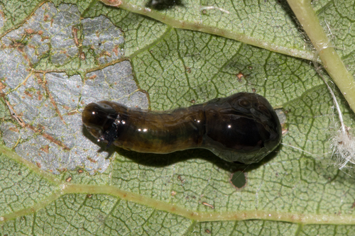 Cherry Slug Sawfly