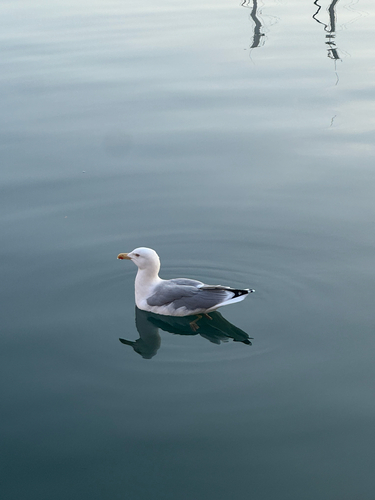 Yellow-legged Gull