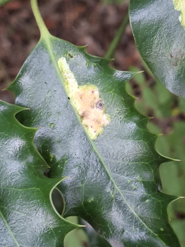 European Holly Leafminer