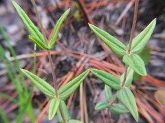 Lysimachia asperulifolia