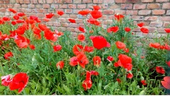 Papaver rhoeas