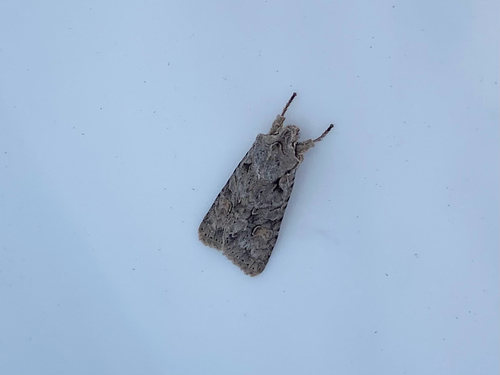 Grey Shoulder-knot
