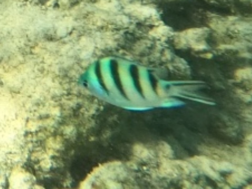 Scissortail Sergeant