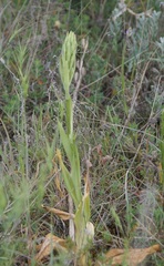 Himantoglossum caprinum