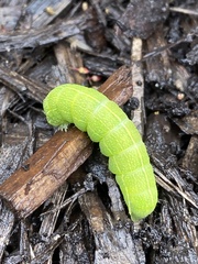Orthosia hibisci