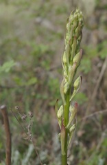 Himantoglossum caprinum