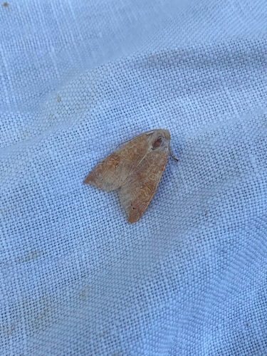 Pale-lemon Sallow