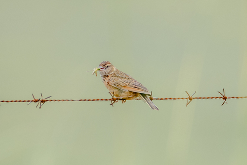 iNaturalist image