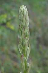 Himantoglossum caprinum