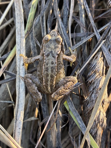 European Common Frog