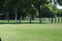 Melanerpes carolinus