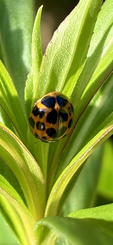 Asian Lady Beetle