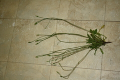 Melanerpes carolinus