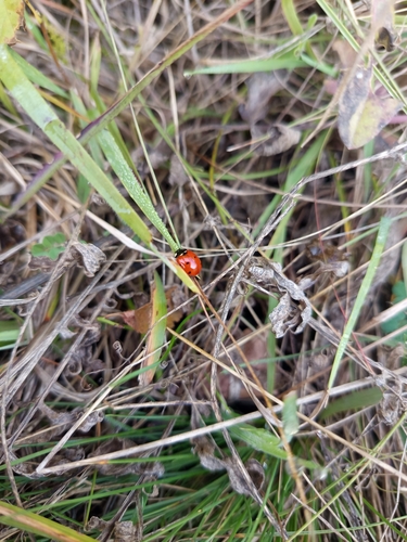 Seven-spotted Lady Beetle