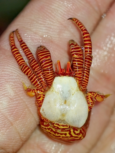 Ciliopagurus strigatus observed 2026-09-27
