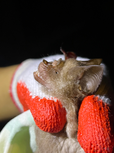 Hipposideros diadema observed 2026-09-26