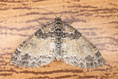 Lobophora halterata