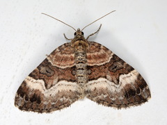 Xanthorhoe biriviata