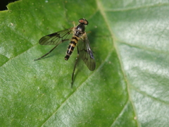 Atrichops crassipes