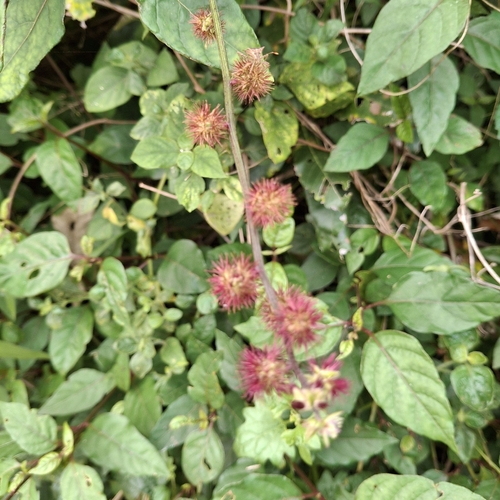 Pupalia lappacea, 2026-09-26