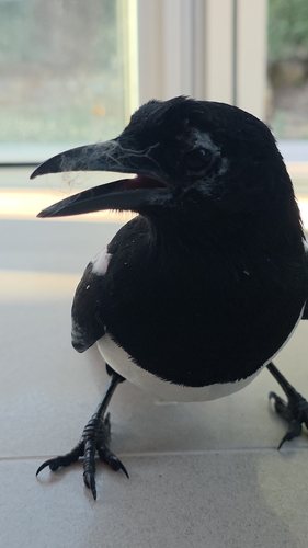 Eurasian Magpie