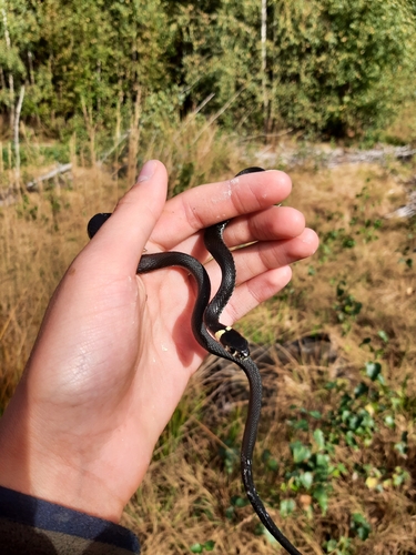 grass snake