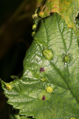 Dasineura ulmaria
