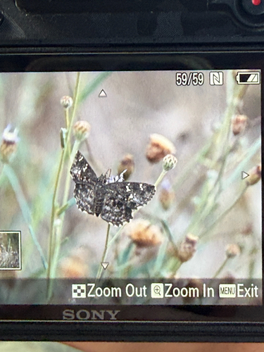 Northern Dark Elfin