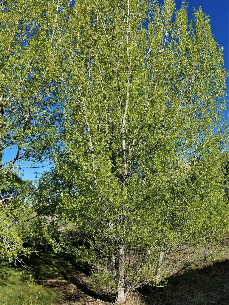 narrowleaf cottonwood (Native Trees and Shrubs of Golden Gate Canyon