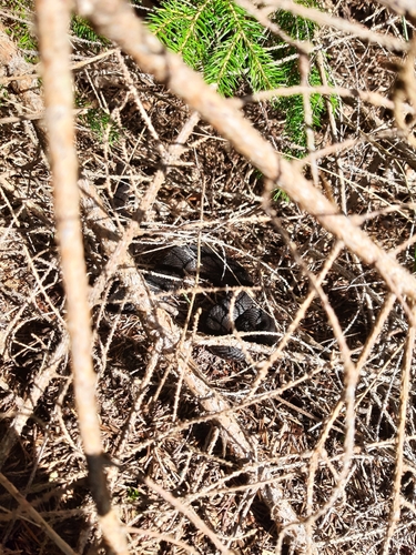 Adder