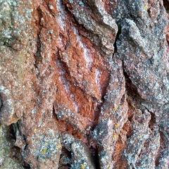 Trentepohlia umbrina