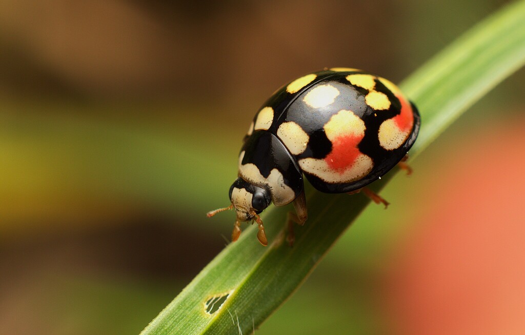 Sulfurous Lady Beetle